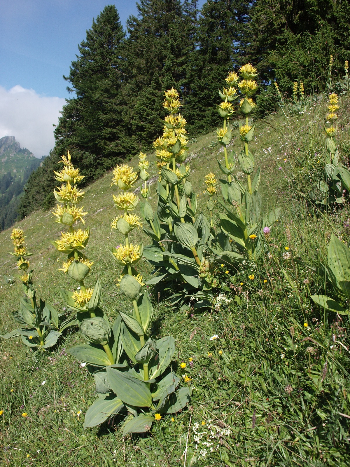 Gentian
