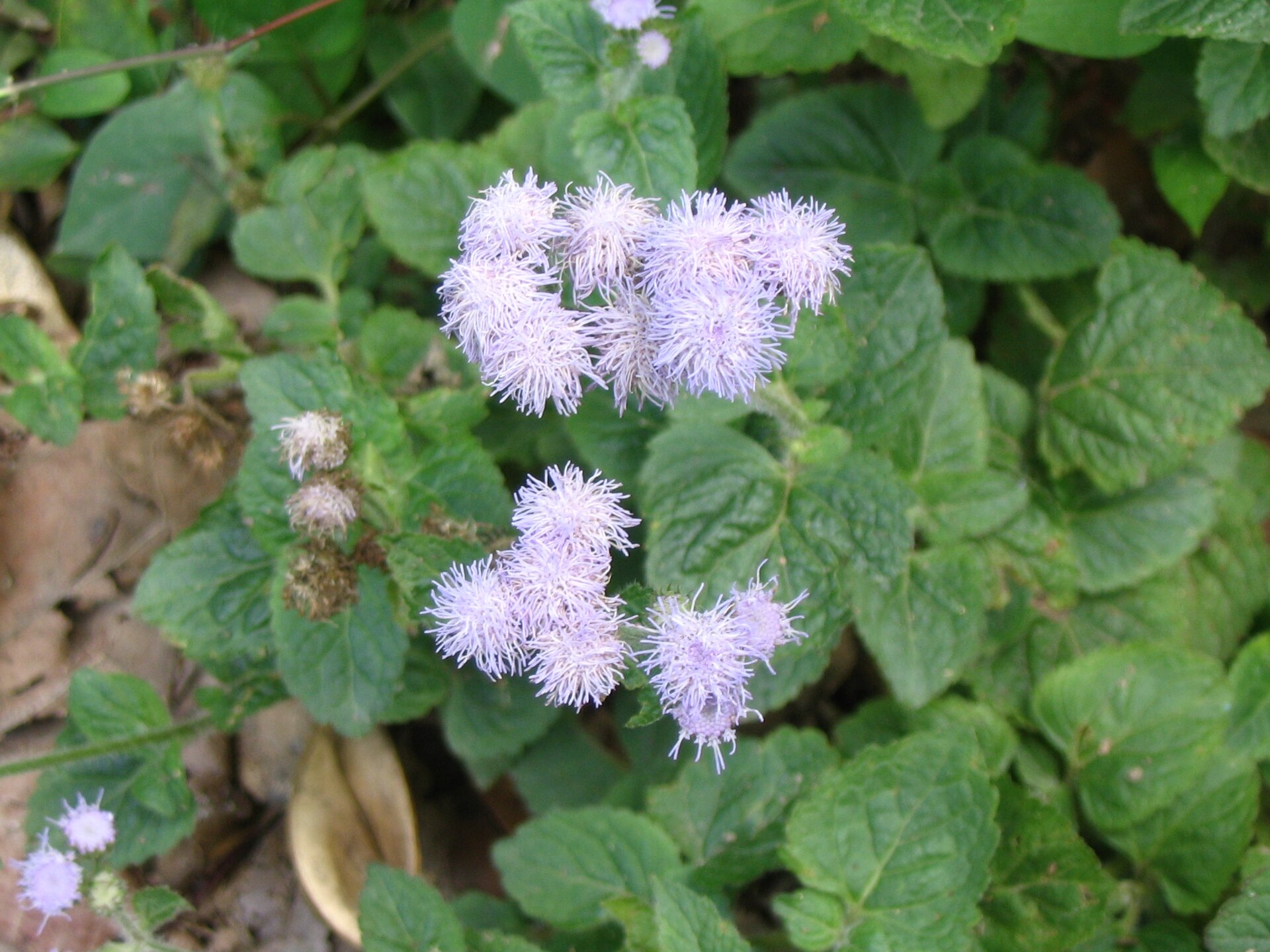 Goat Weed
