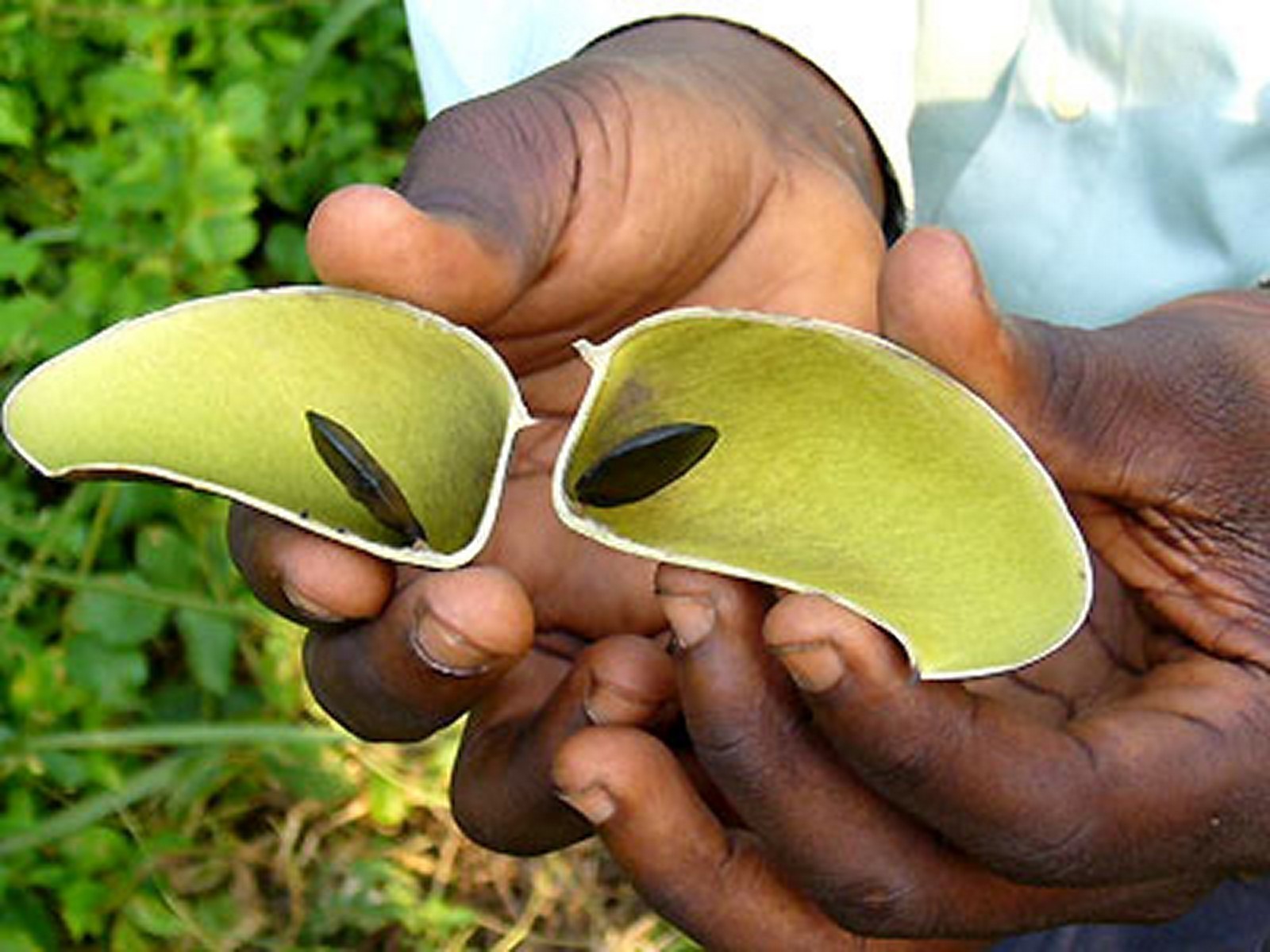 Griffonia (5-HTP Bean)