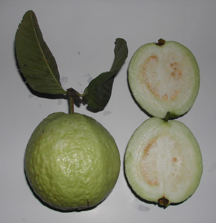 Guava Leaf