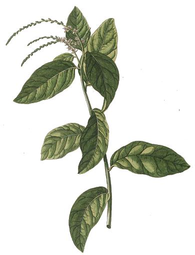 Guinea Hen Weed