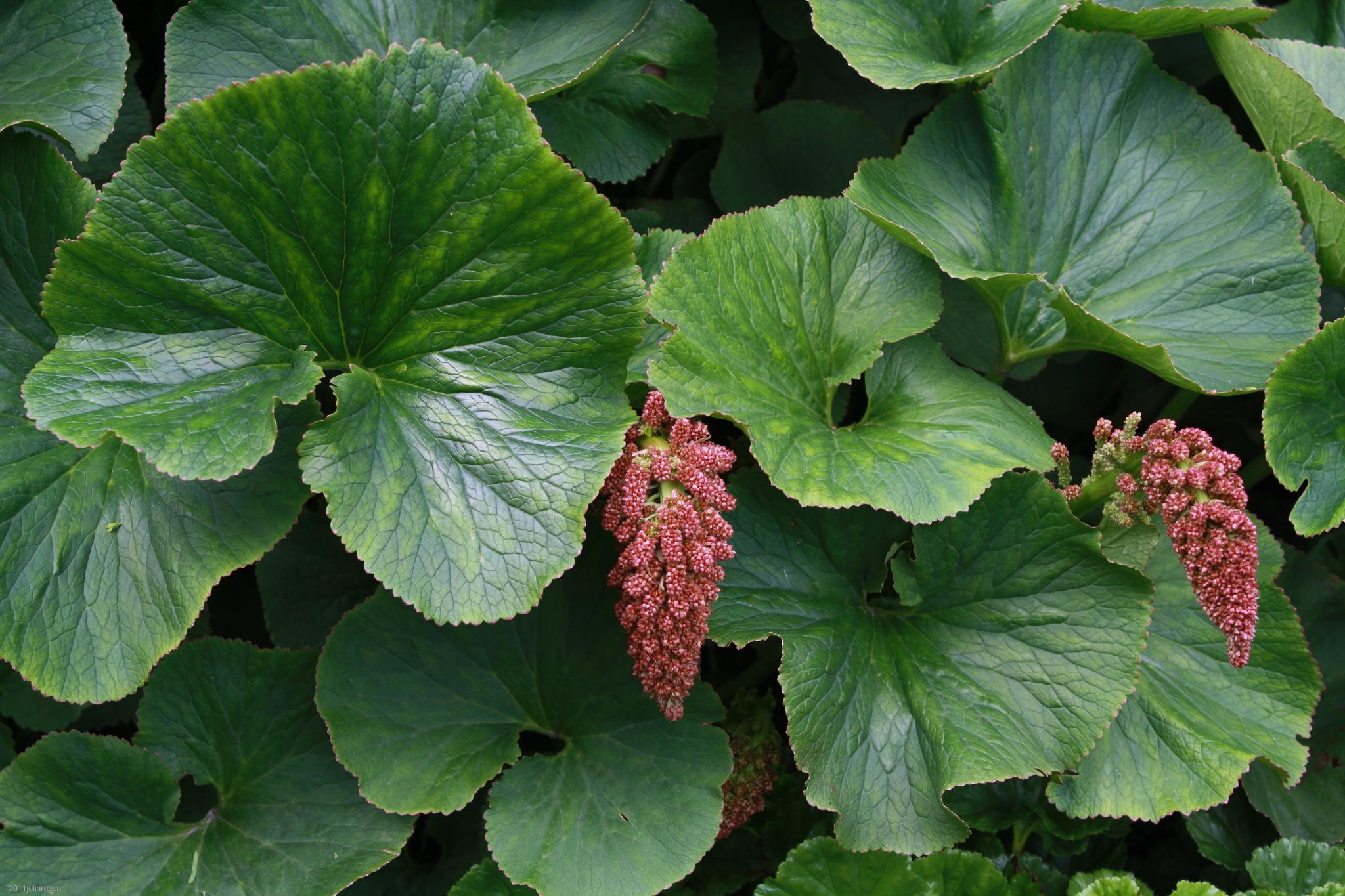 River Pumpkin (Wild Rhubarb)