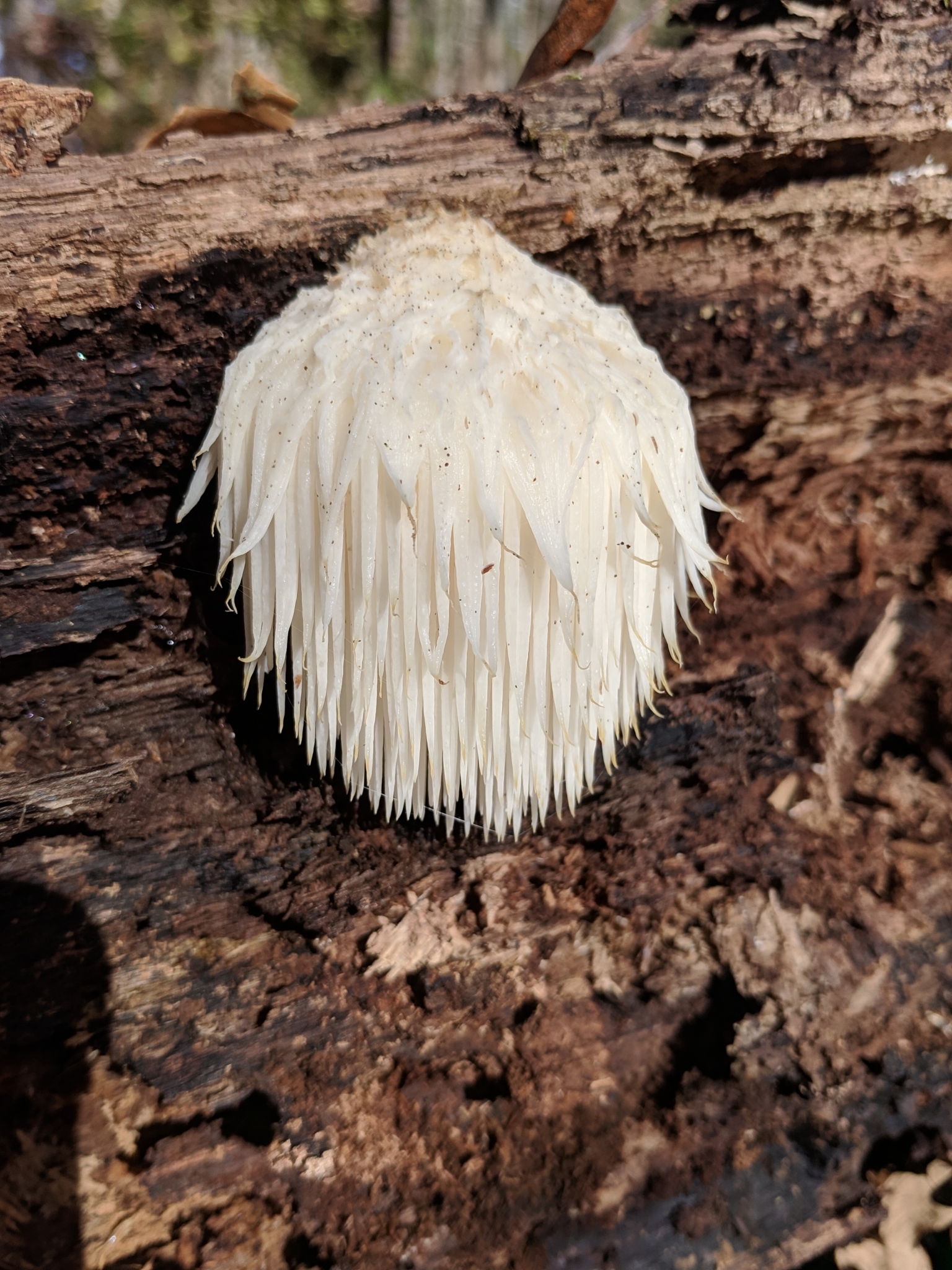 Lions mane