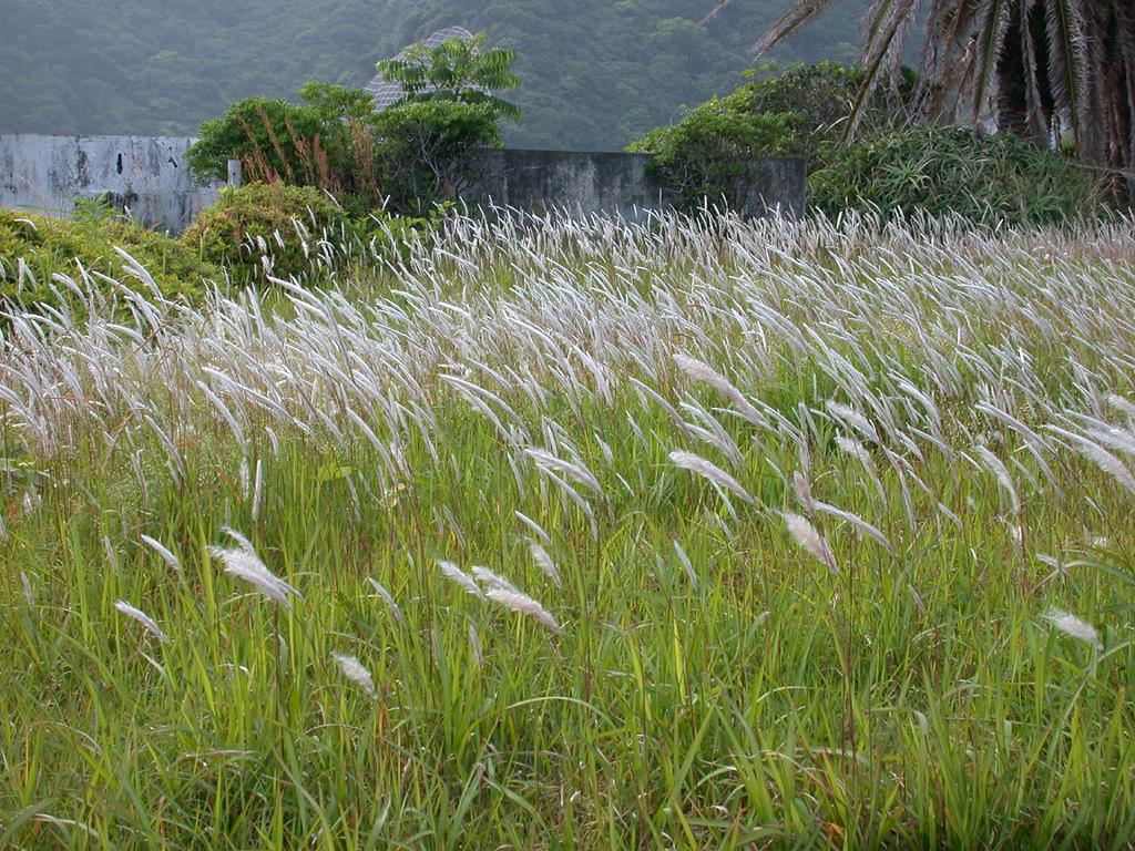 Bai Mao Gen (cogongrass root)