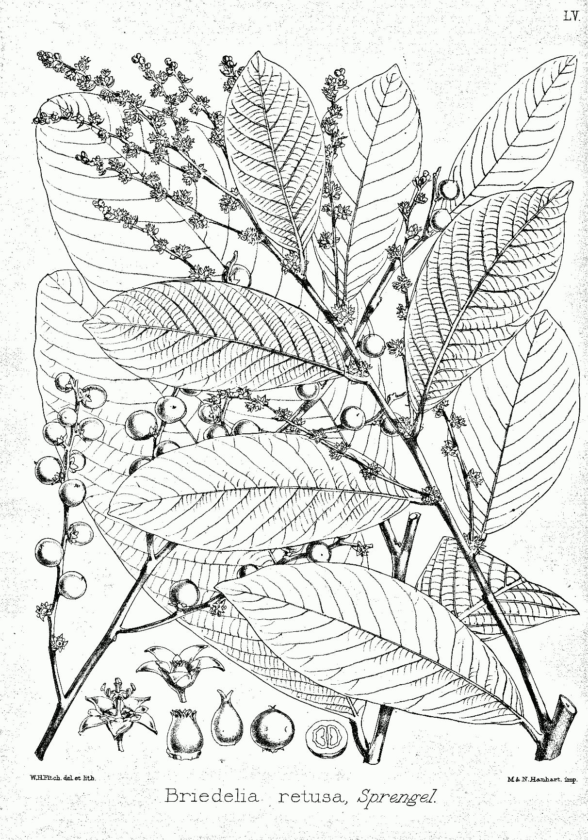 Iron Bark