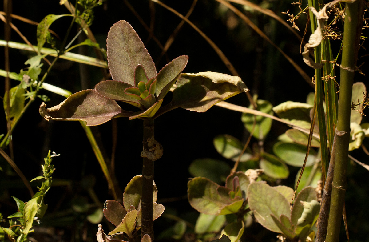 Dog’s Liver (Kalanchoe)