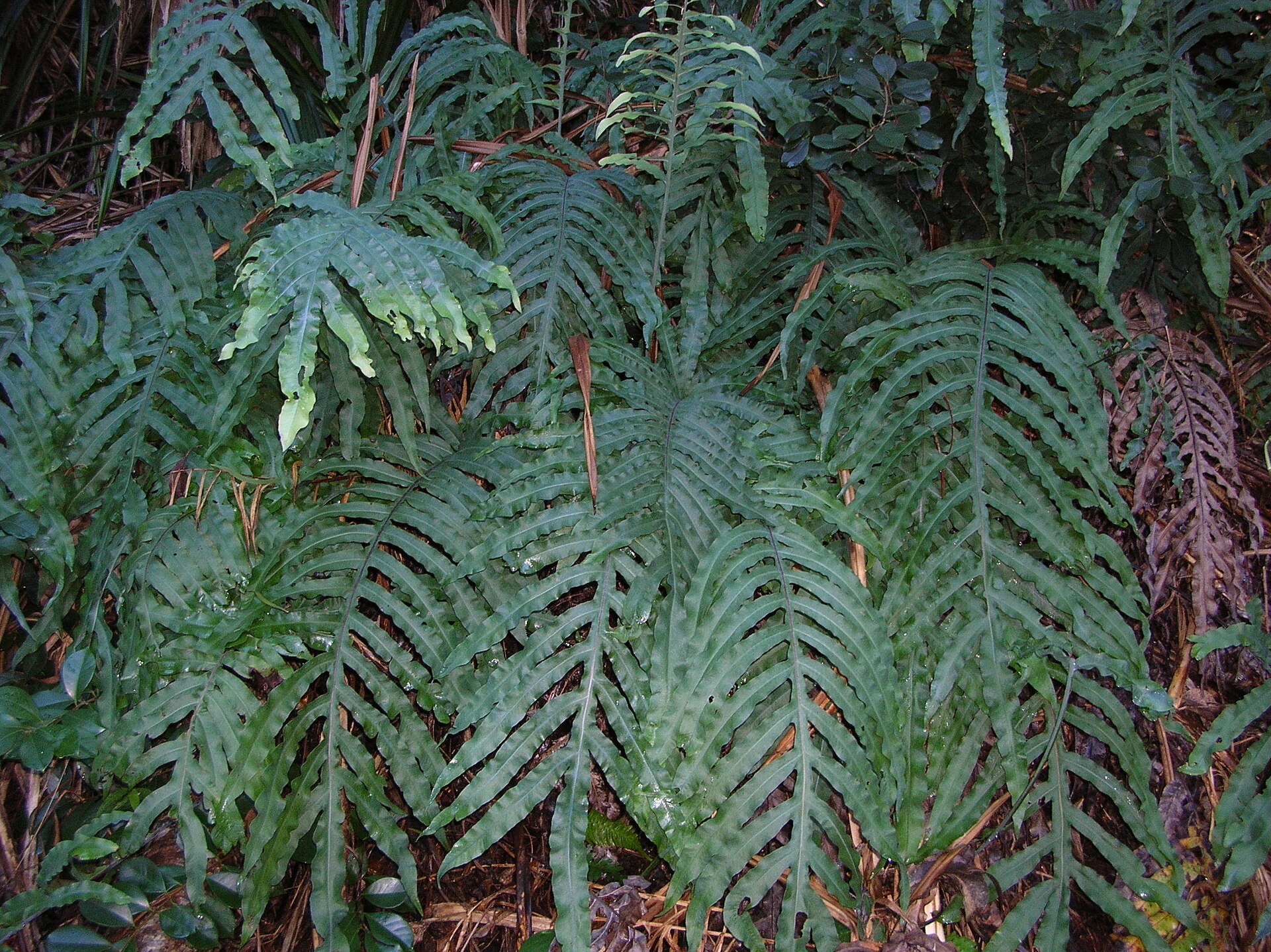 Kalawalla