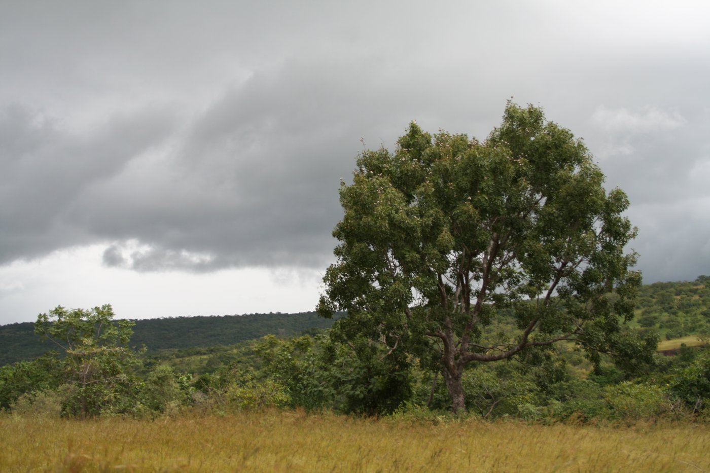 Broad-leaved Mahogany