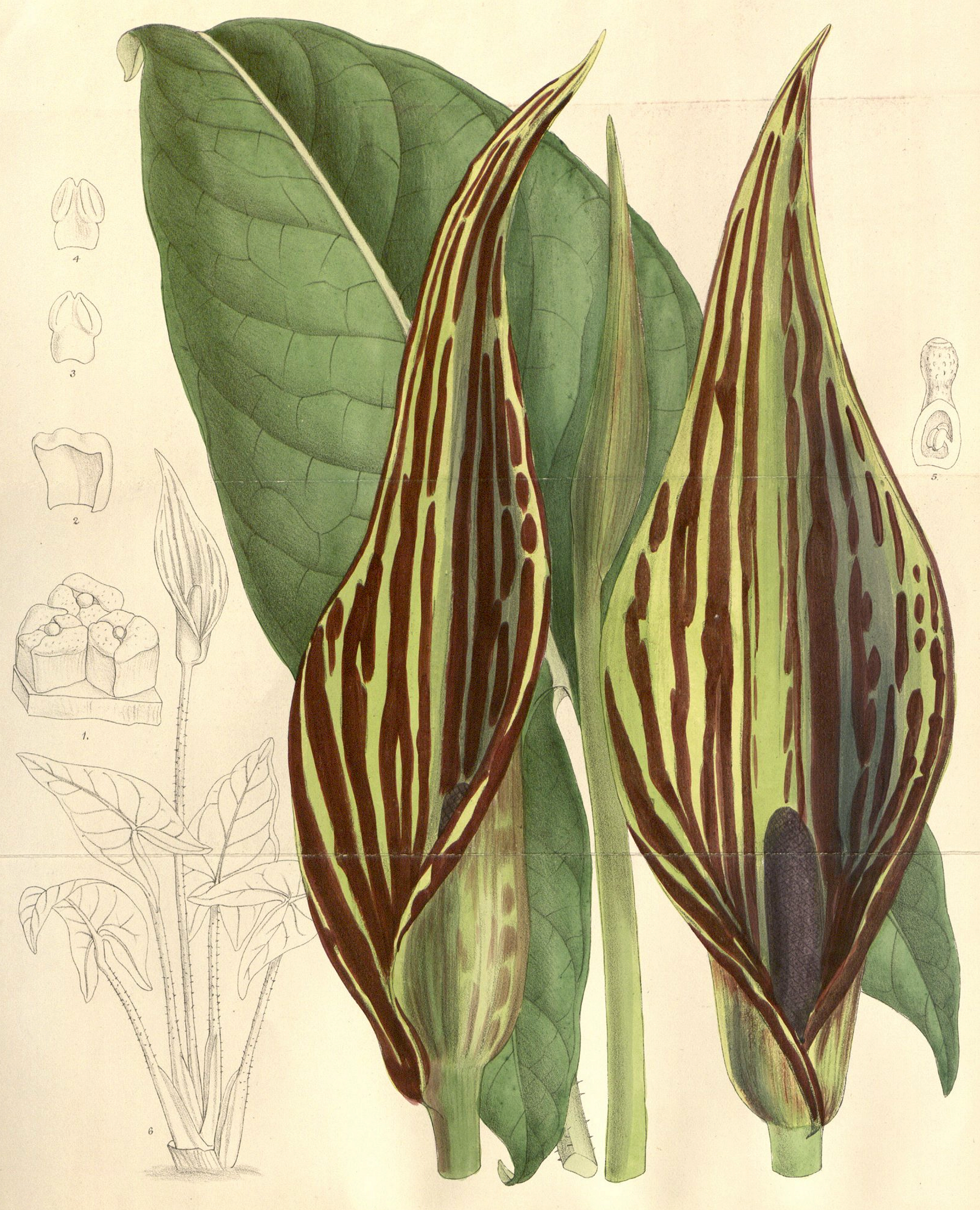 Swamp Arum
