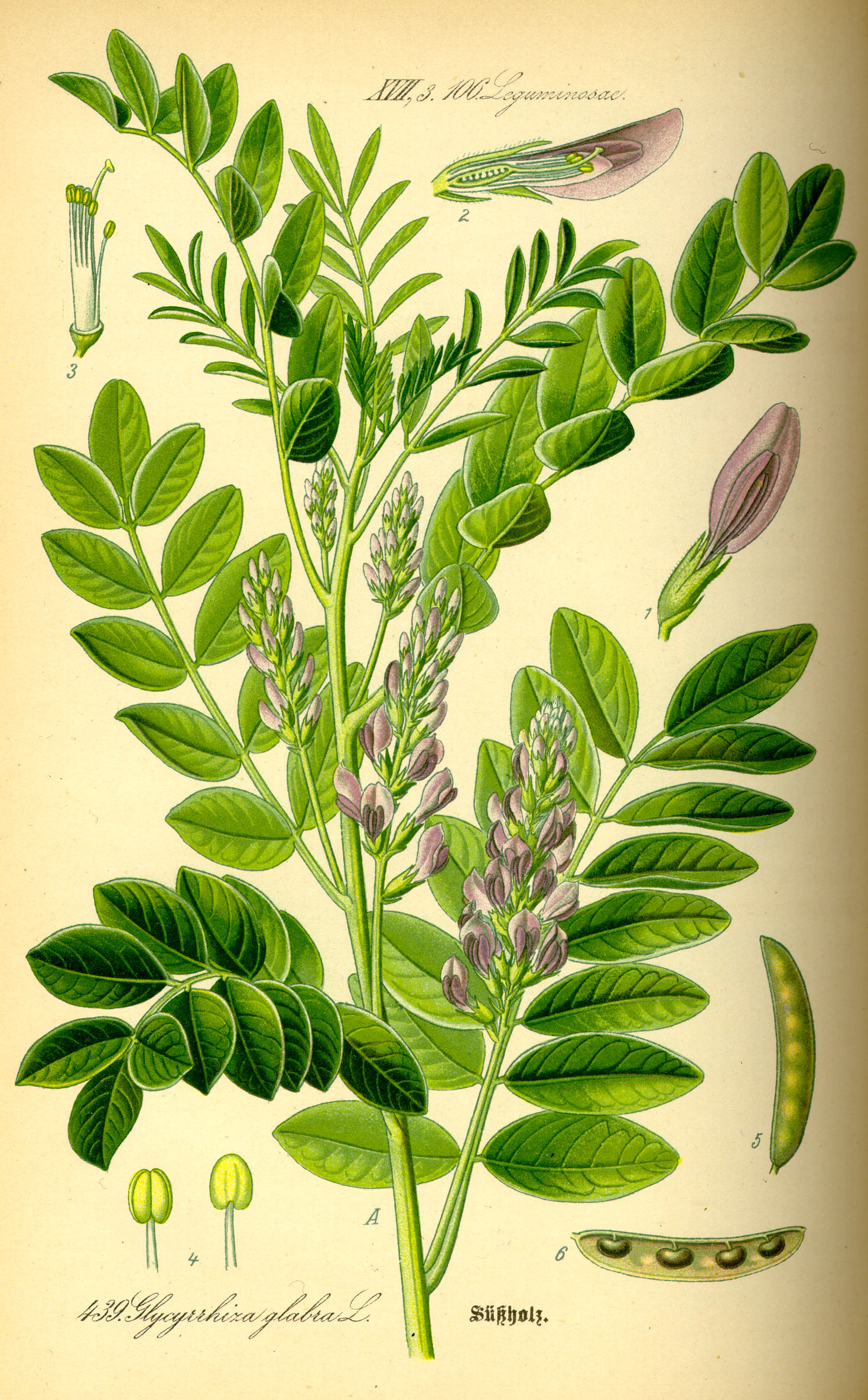 Licorice Root