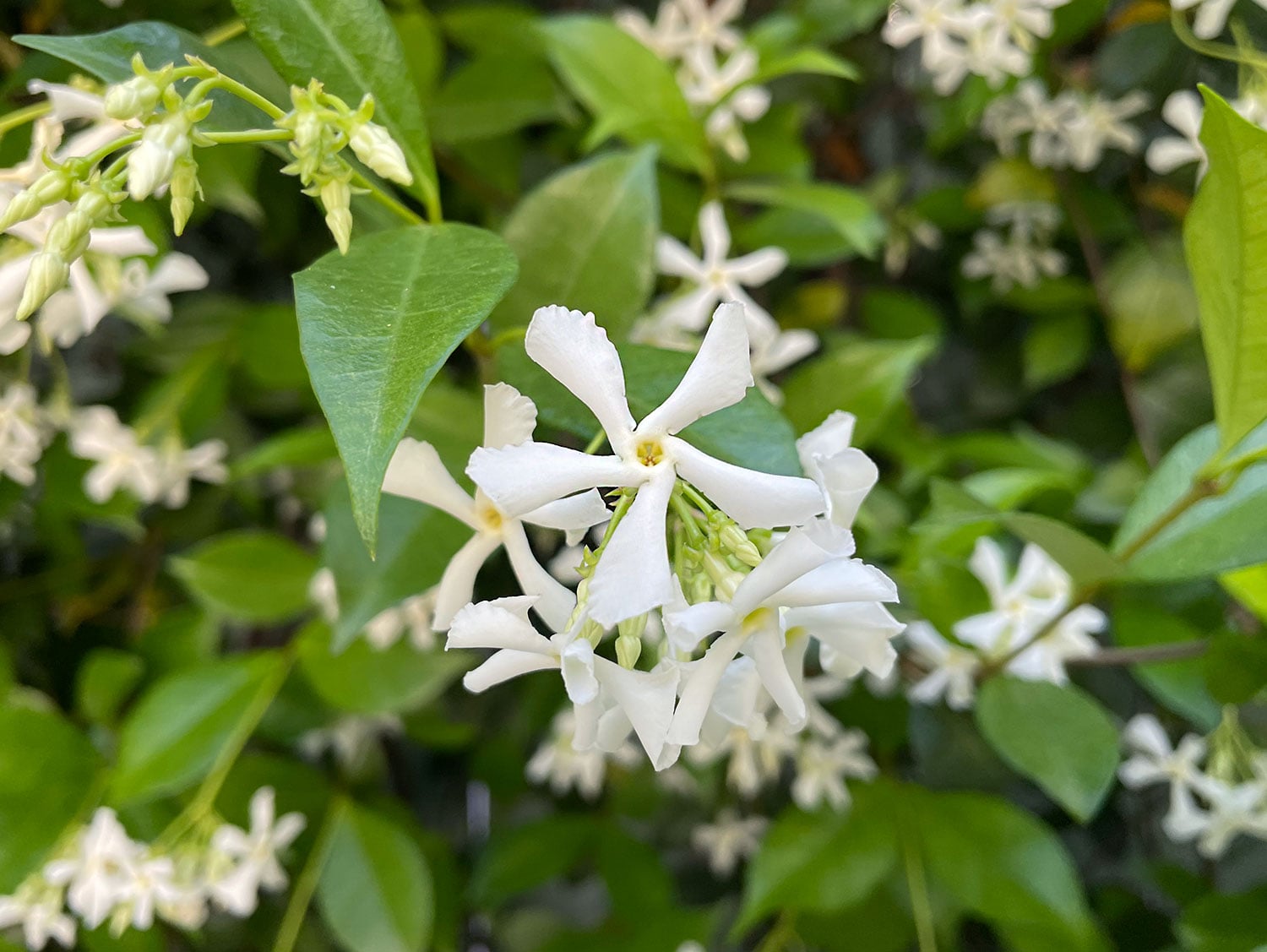 Luo Shi Teng (Star Jasmine Vine)