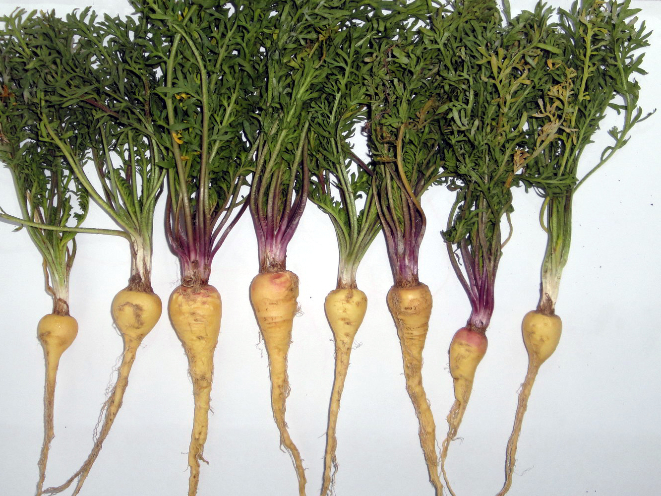 Maca
