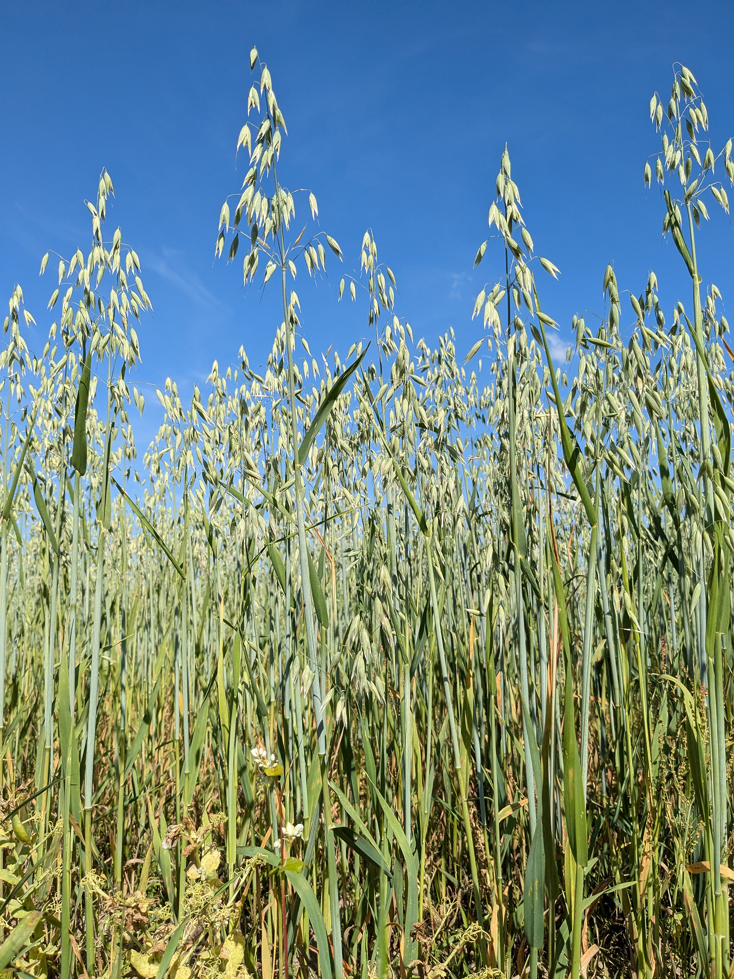 Oat Straw & Milky Oats