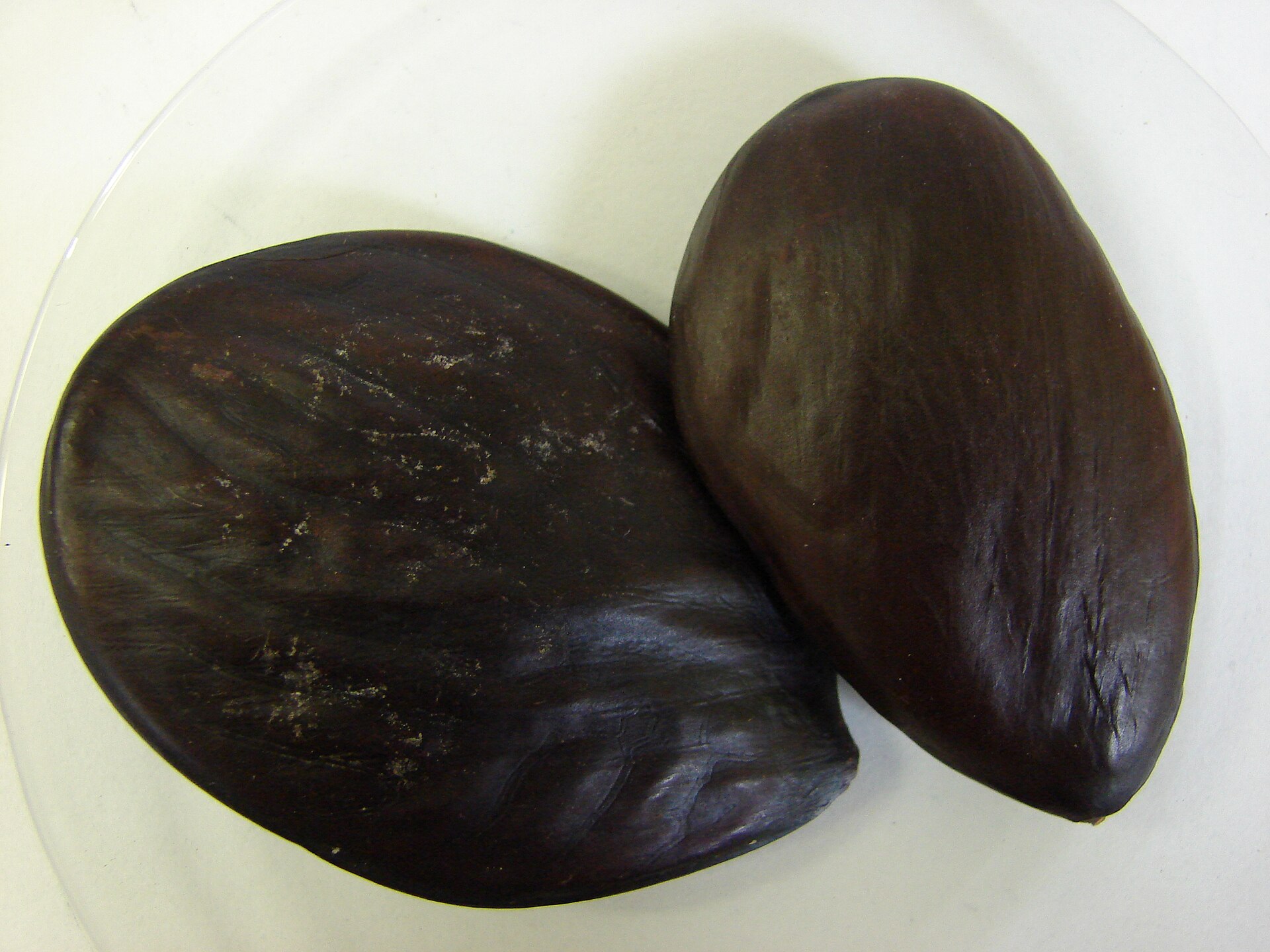Oil Bean Tree