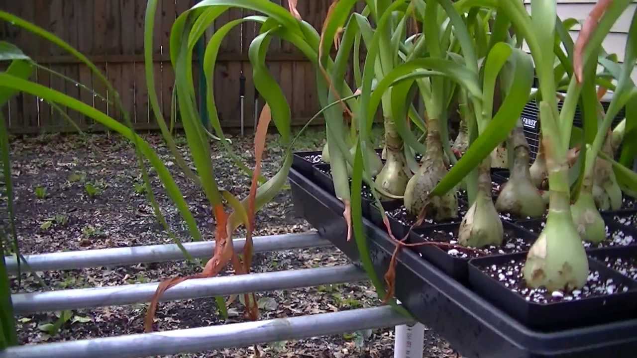 Pregnant Onion (False Sea Onion)