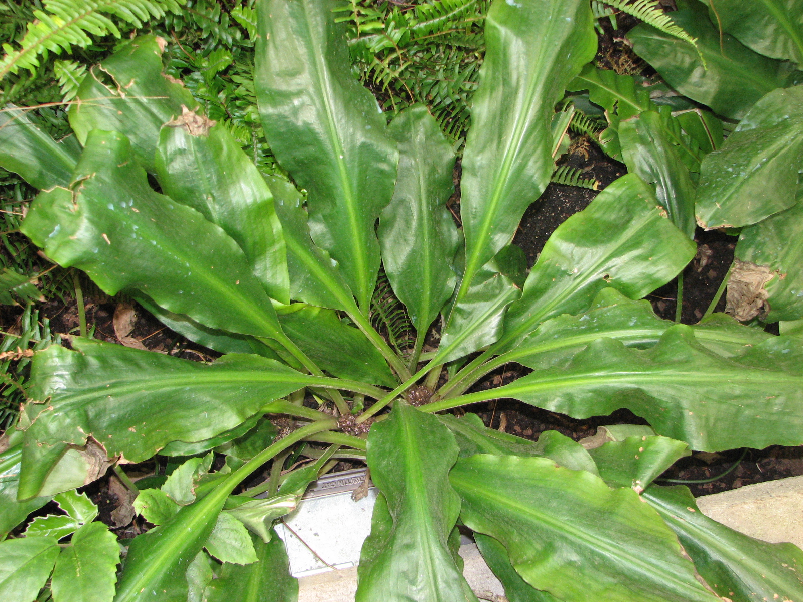 Palisota