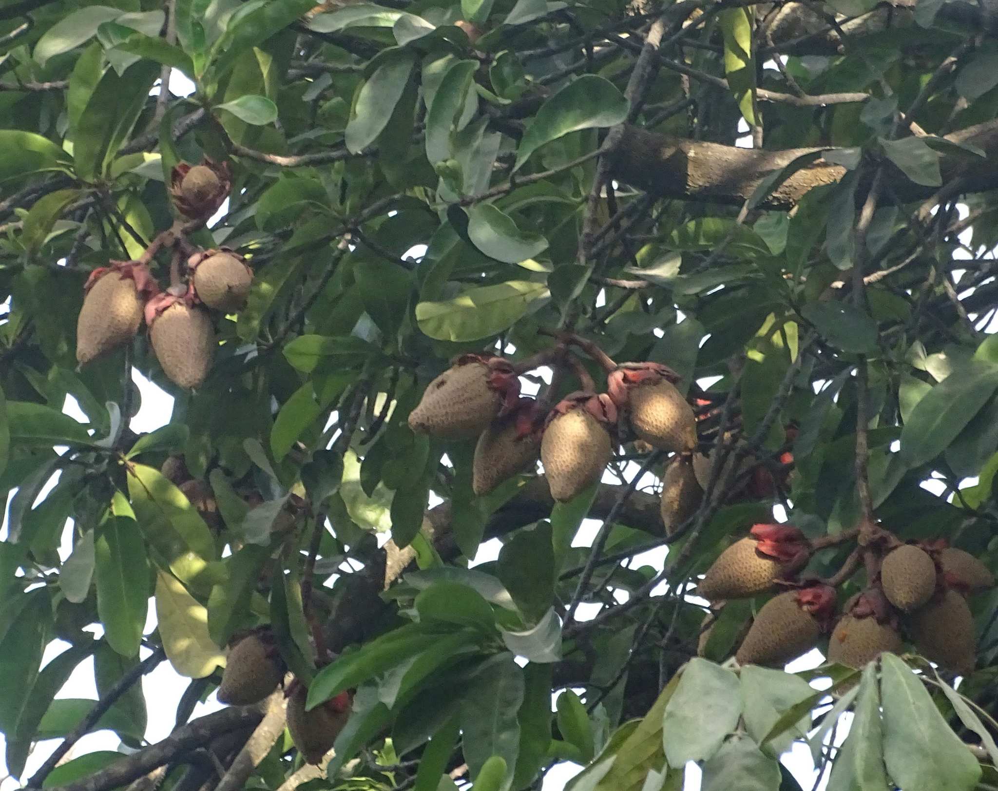 Butter Tree (Tallow Tree)