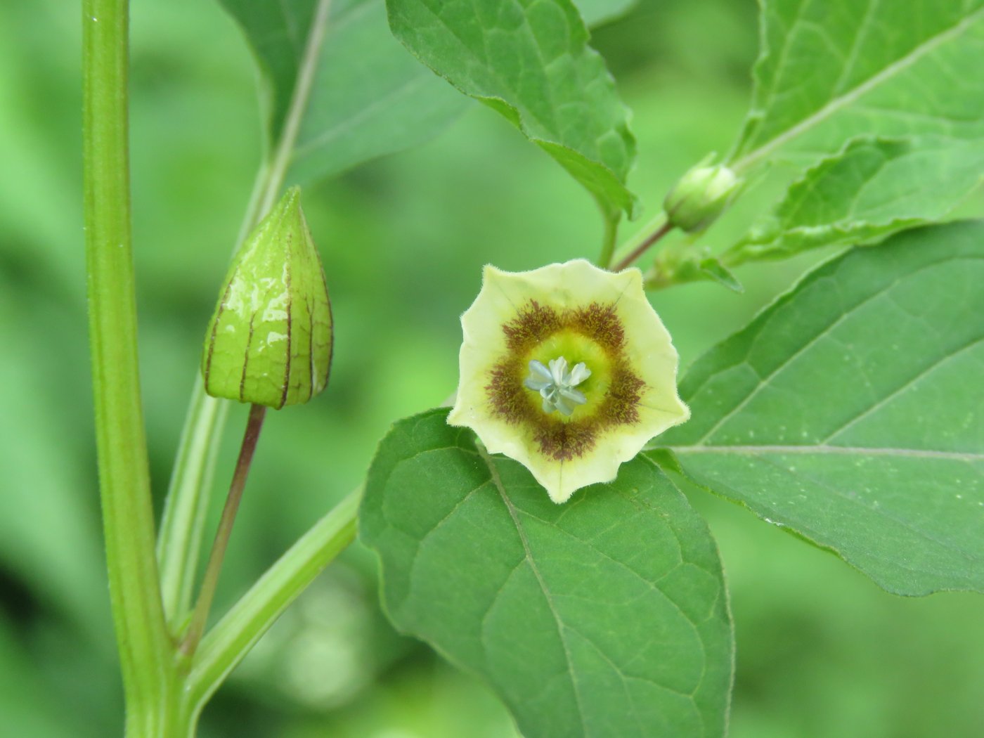 Cutleaf Groundcherry (Wild Cape Gooseberry)