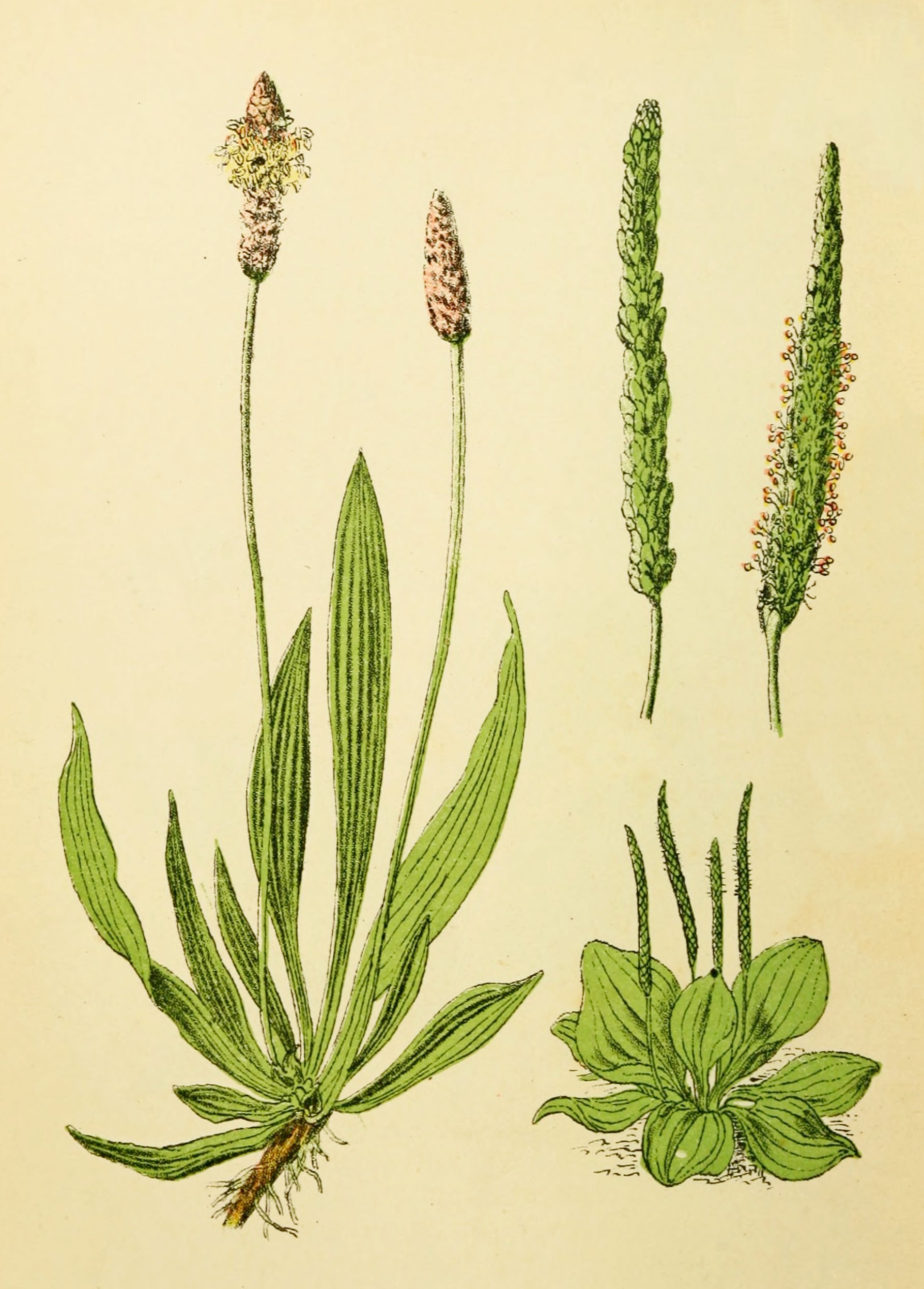 Plantain Leaf