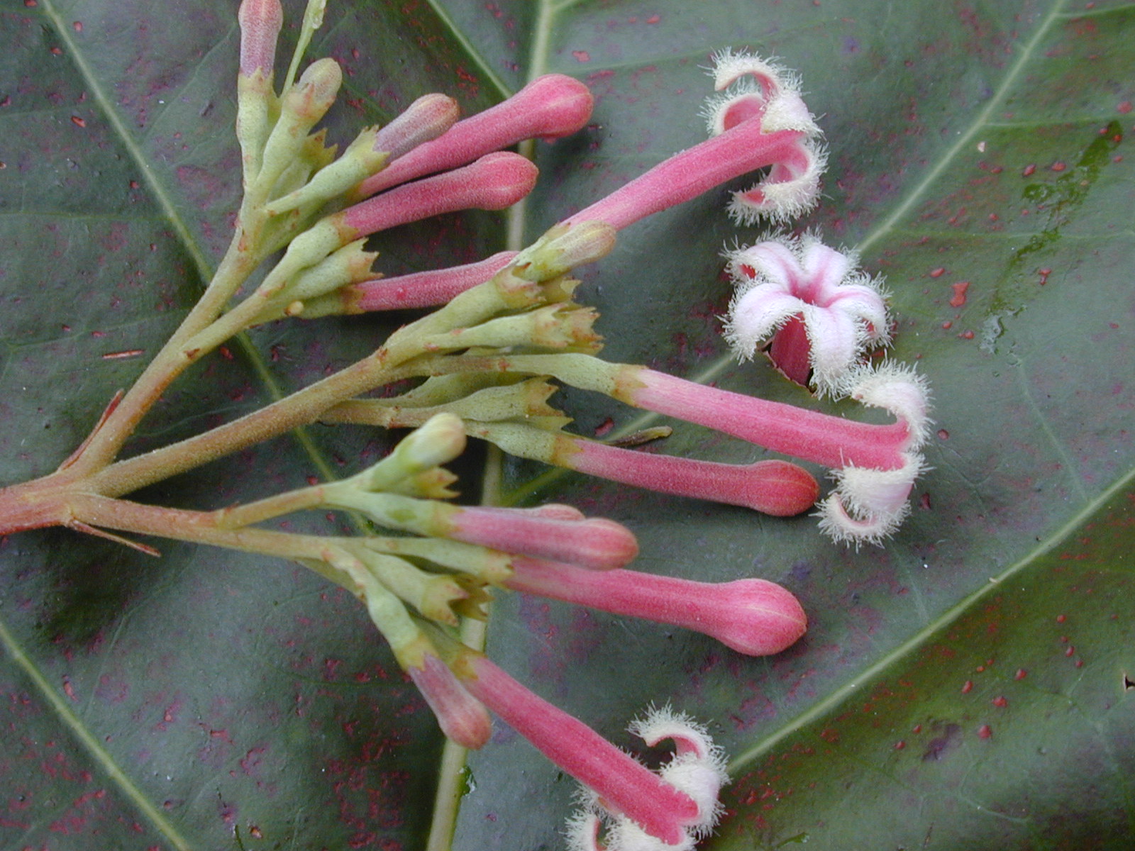 Red Cinchona