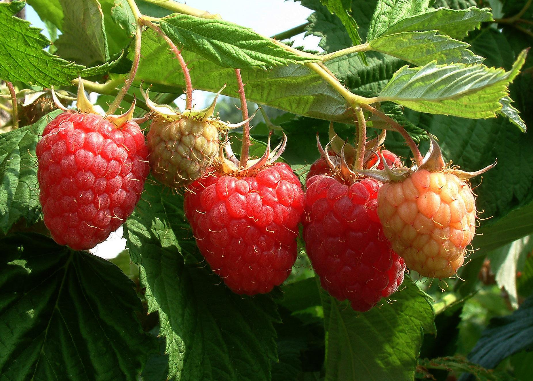 Red Raspberry Leaf