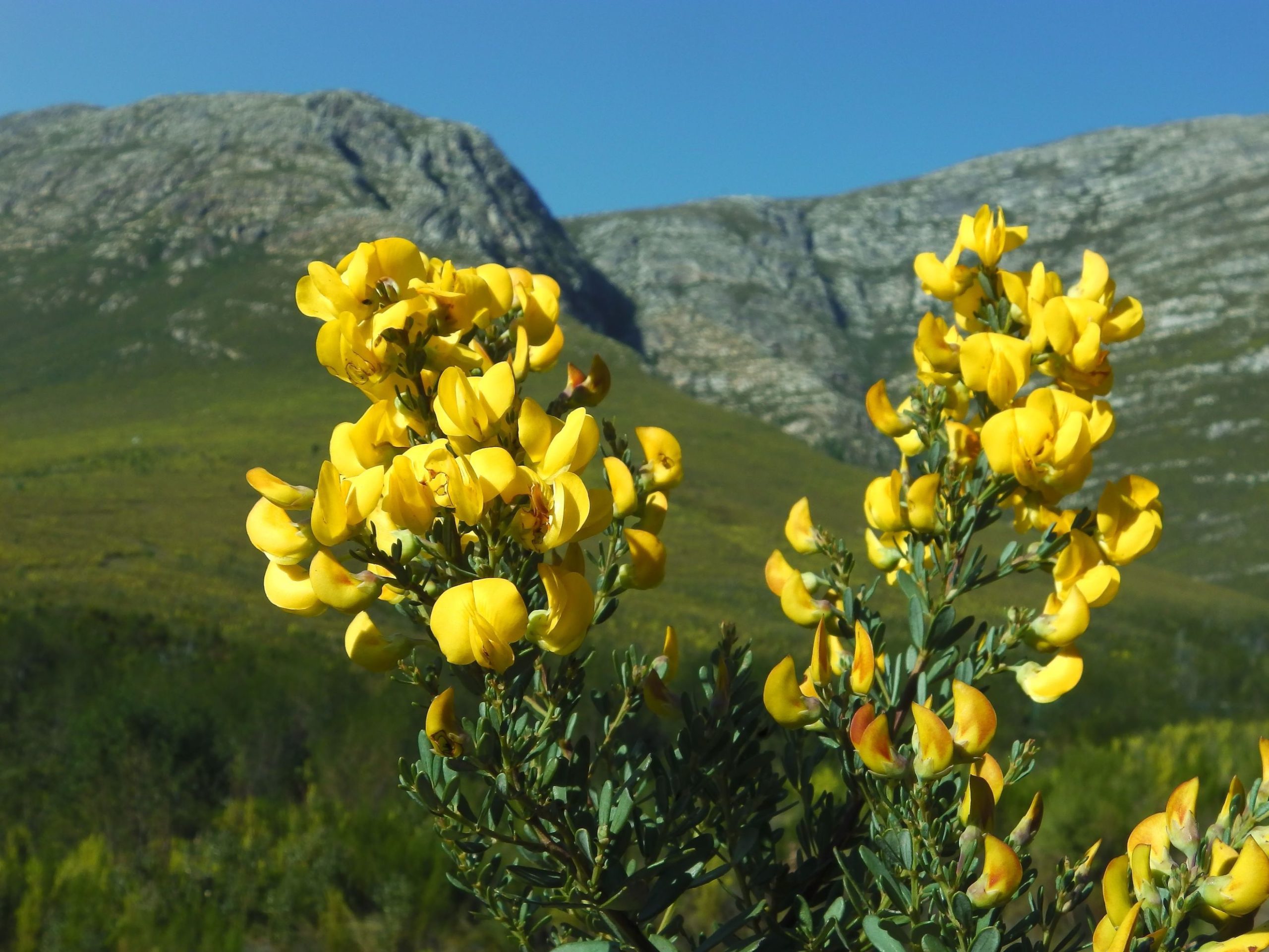 Rooibos