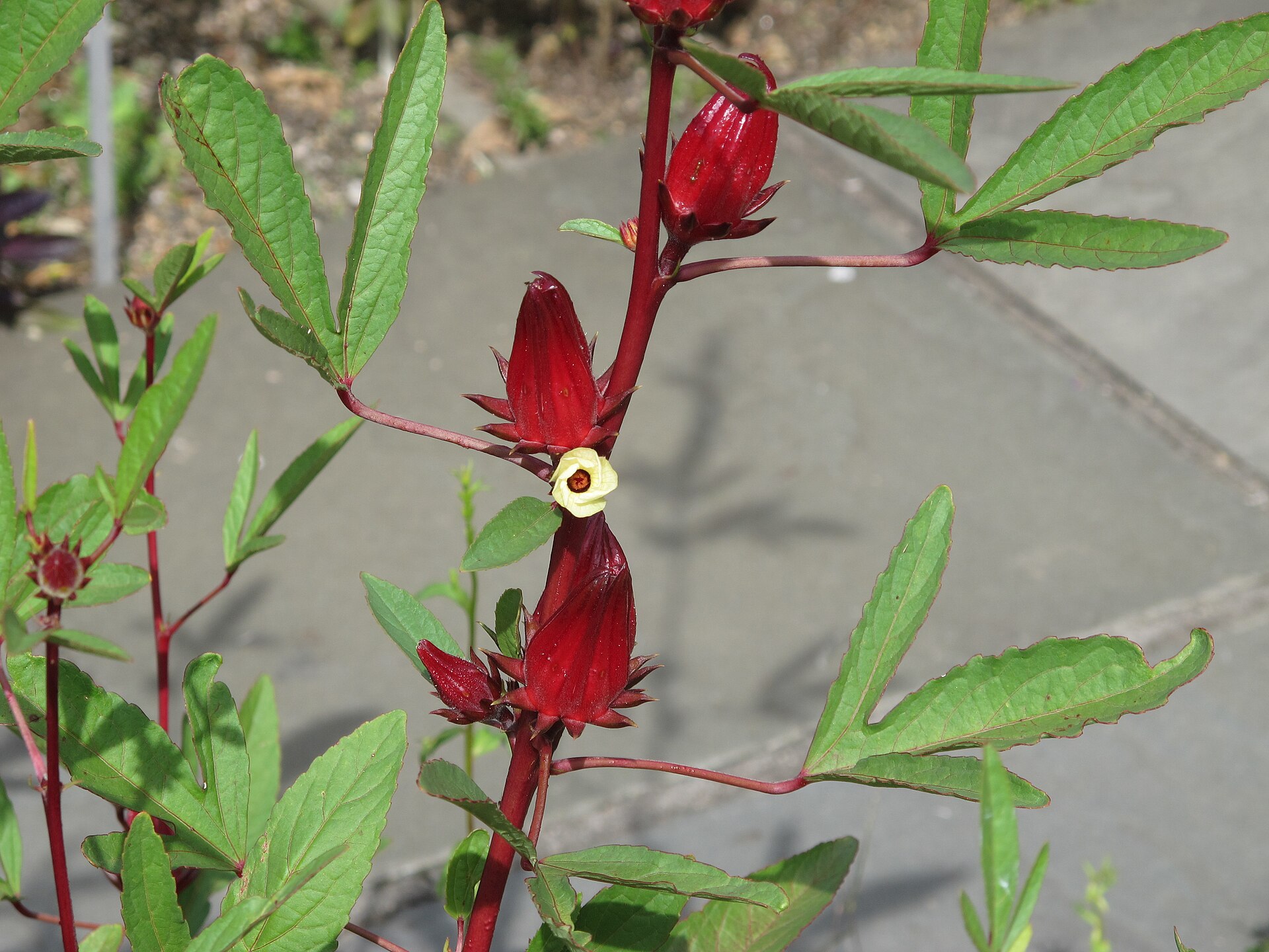 Roselle