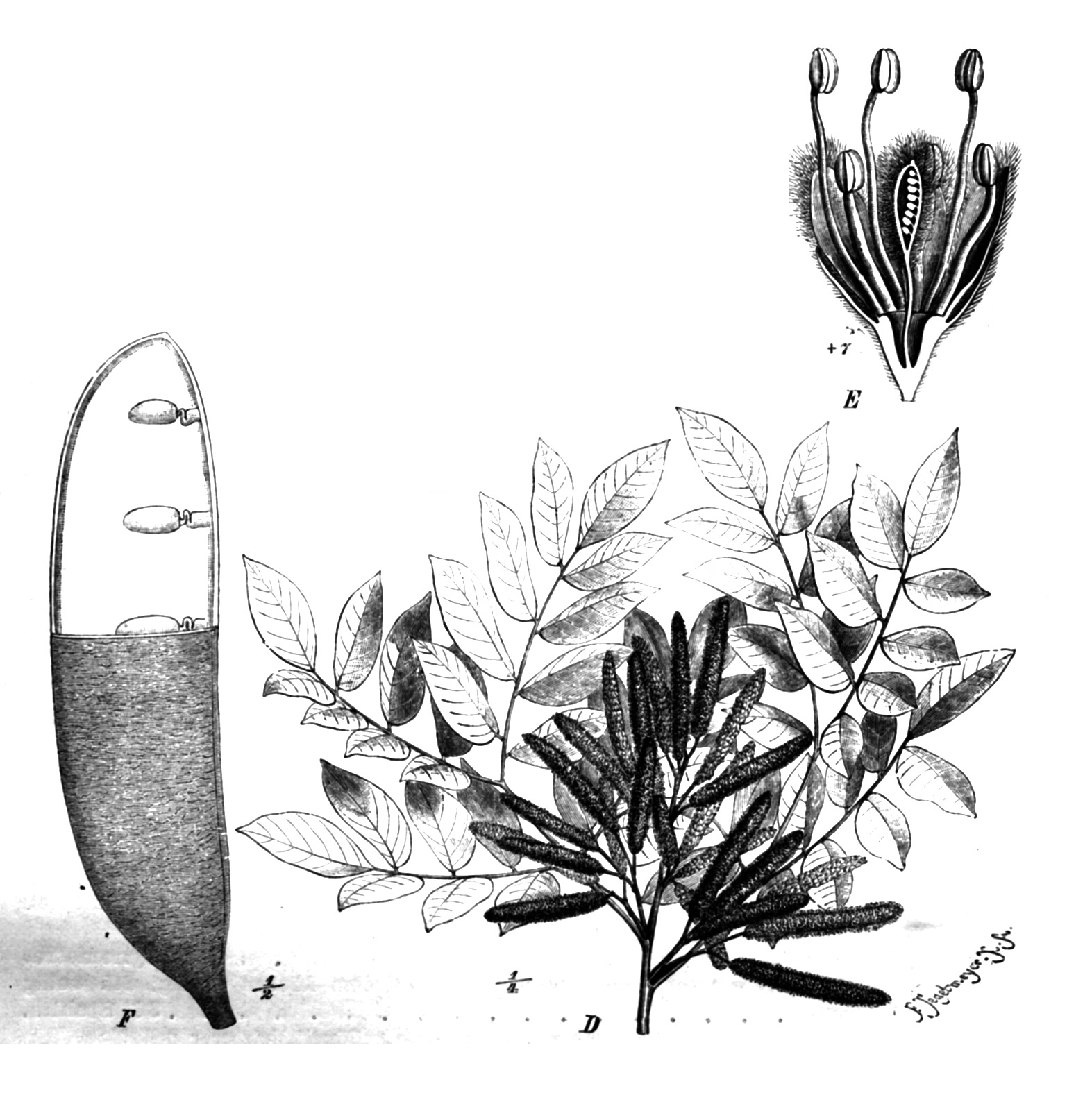 Sasswood
