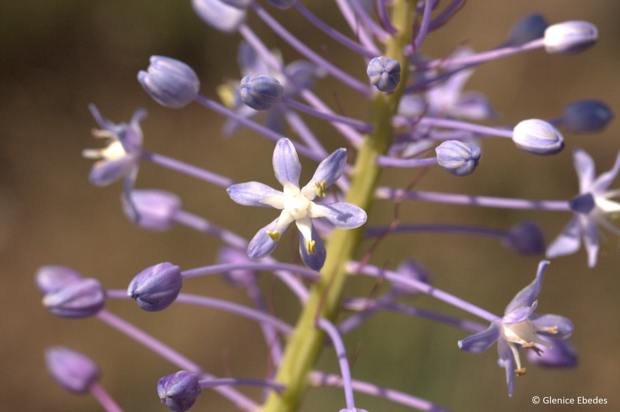 Blue Squill (Merwilla)
