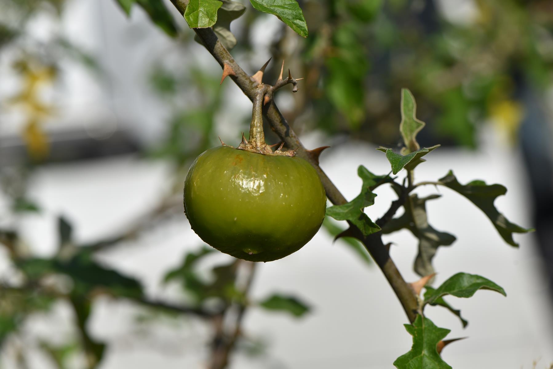 Goat Bitter Apple (Poison Apple)