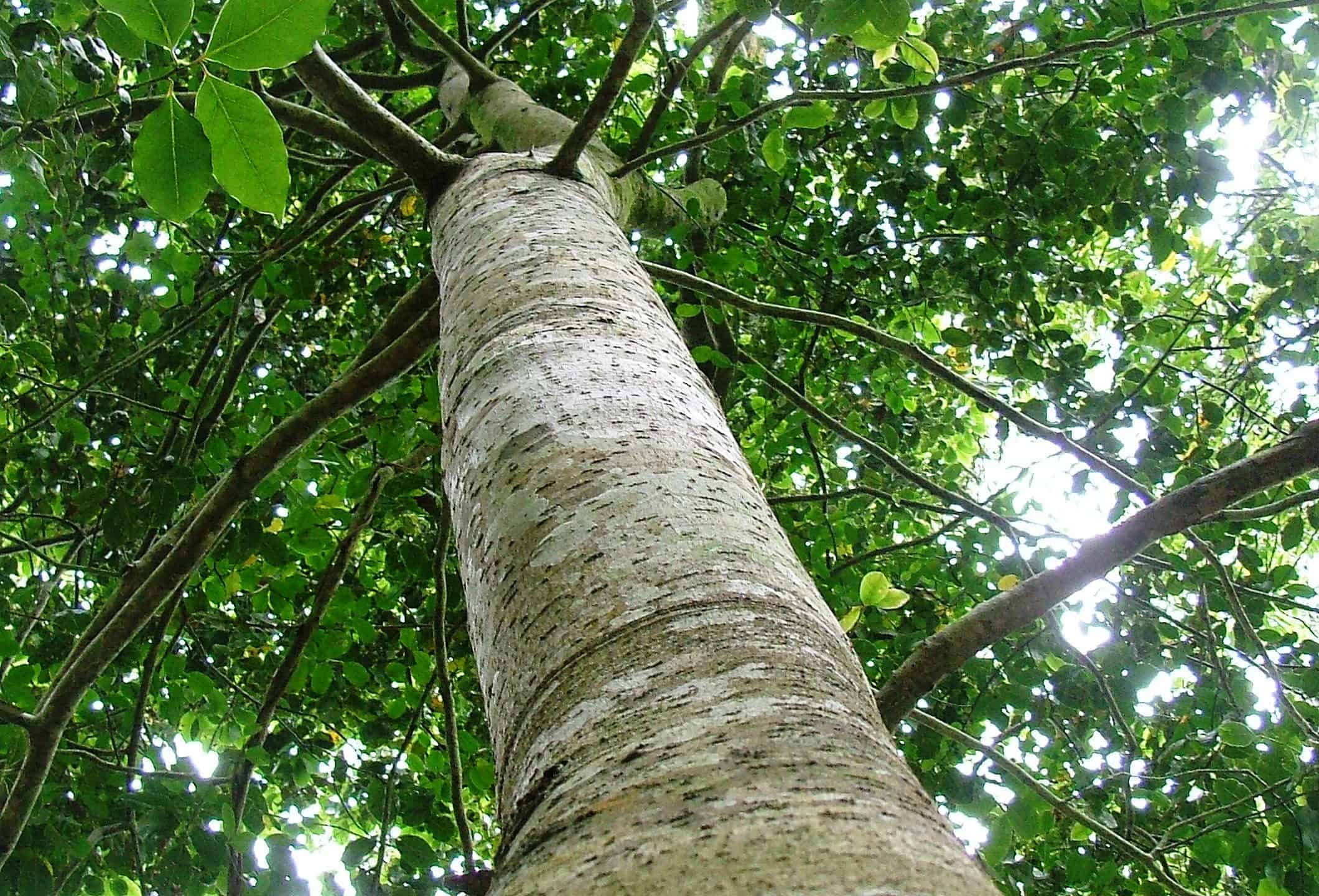 Stinkwood (Black Stinkwood)