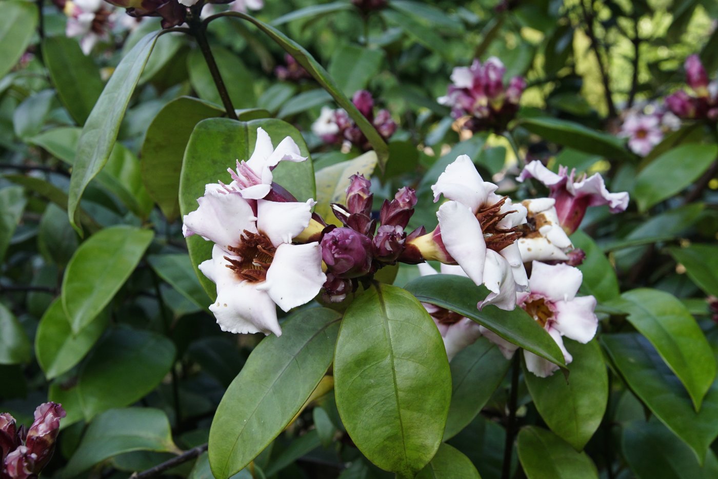 Strophanthus (Arrow Poison)