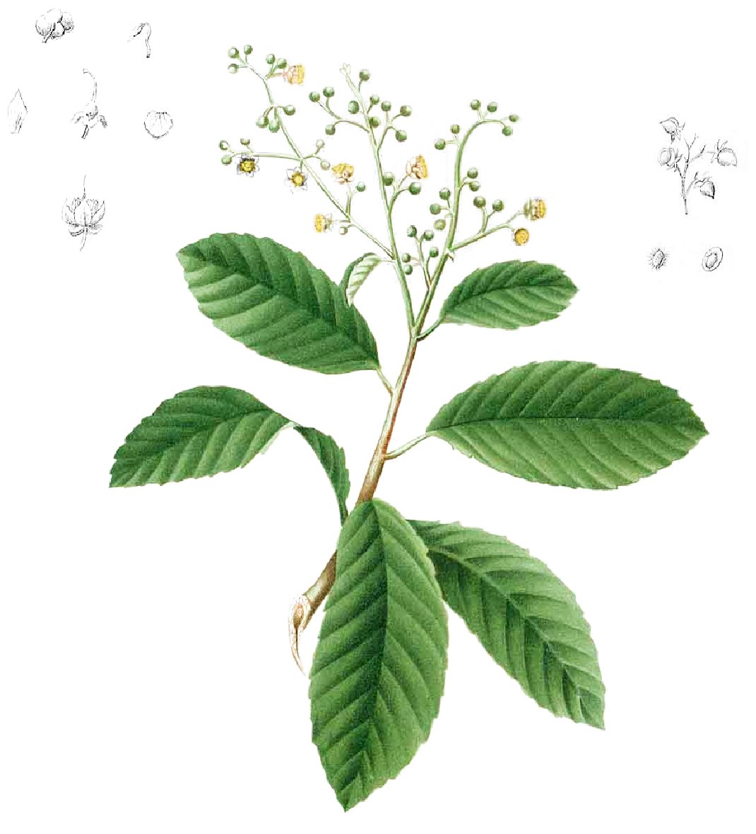 Tetracera