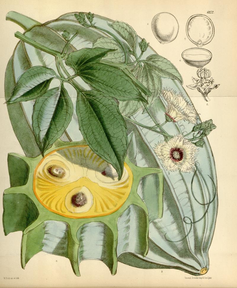 Ugu Leaves