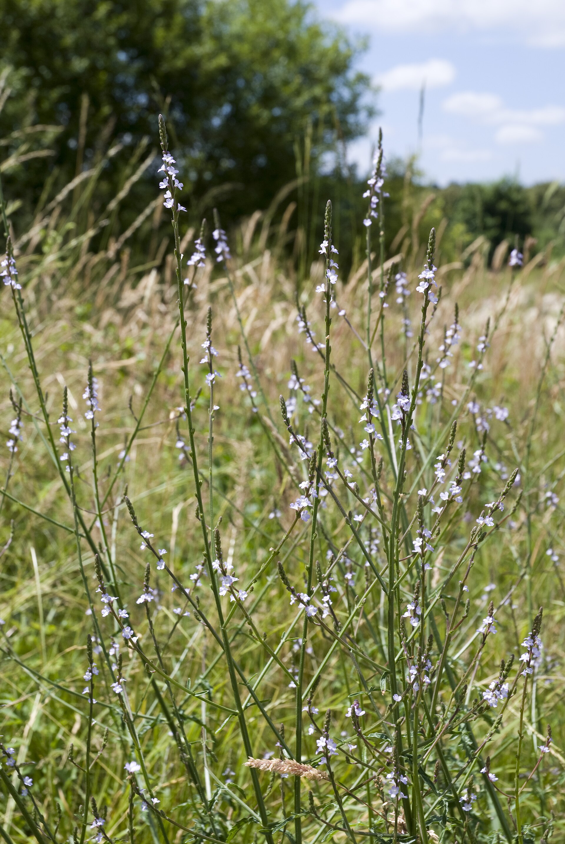 Vervain