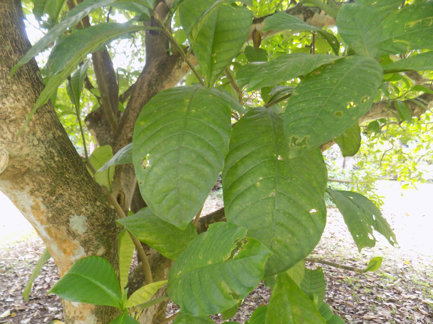 Voacanga